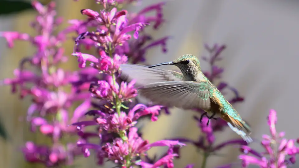 Agastache (Tutti Frutti)