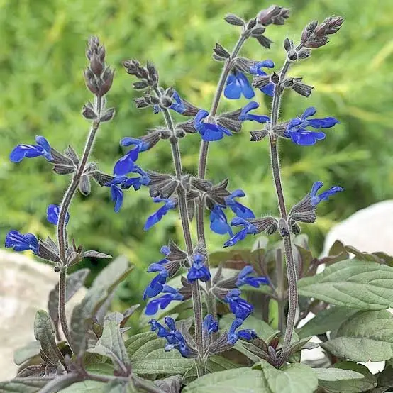 Bicolor Salvia