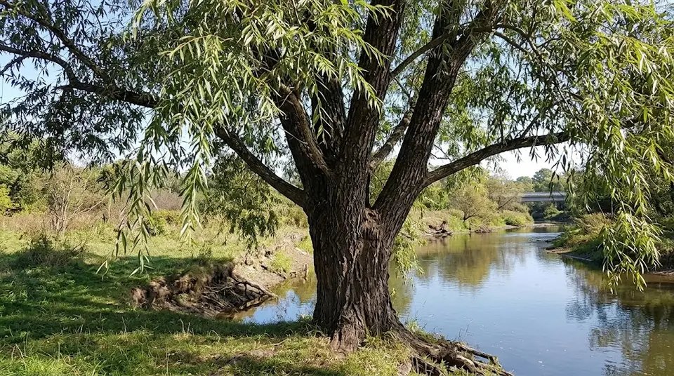 Black Willow