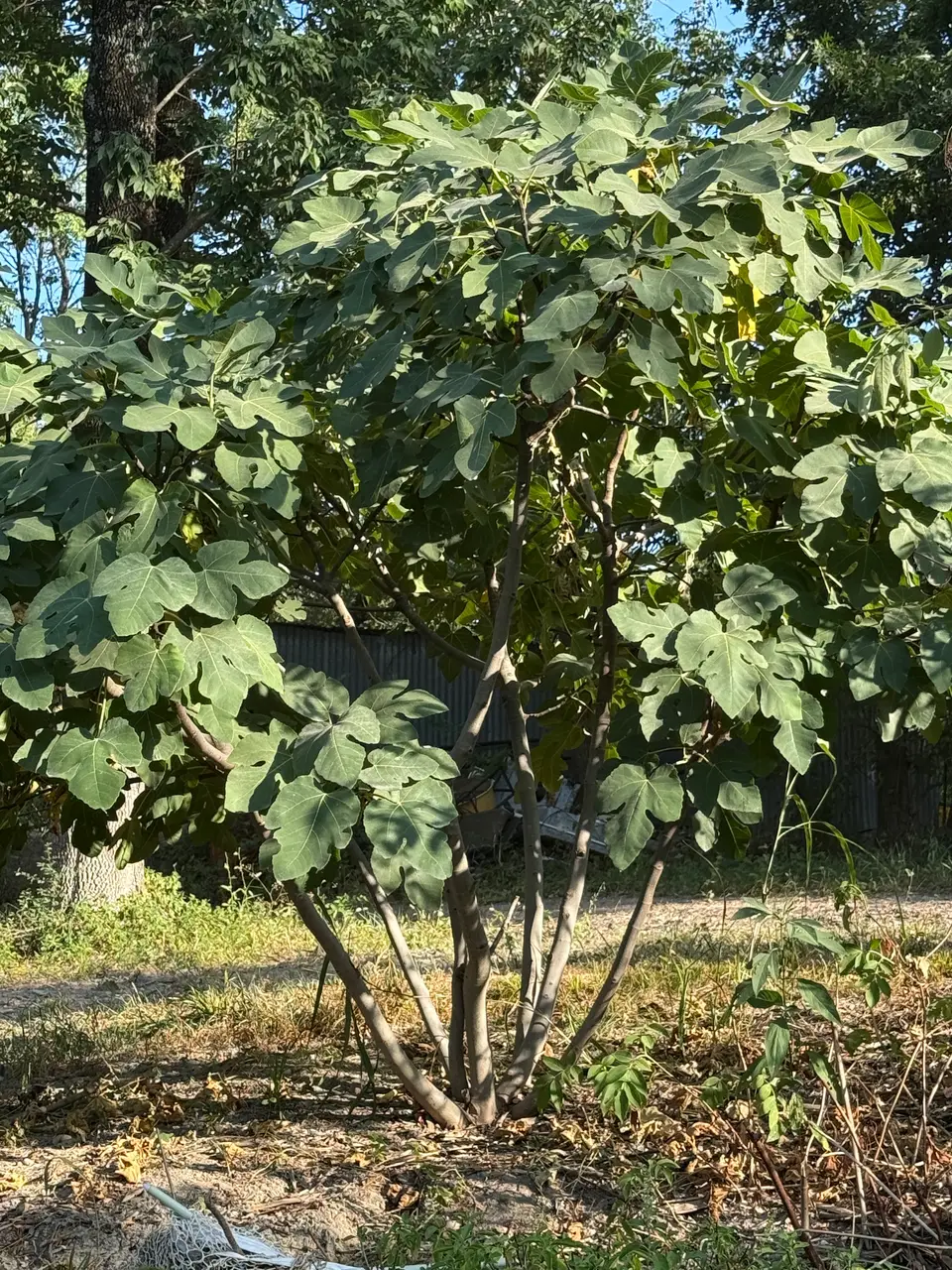 Fig - Celeste