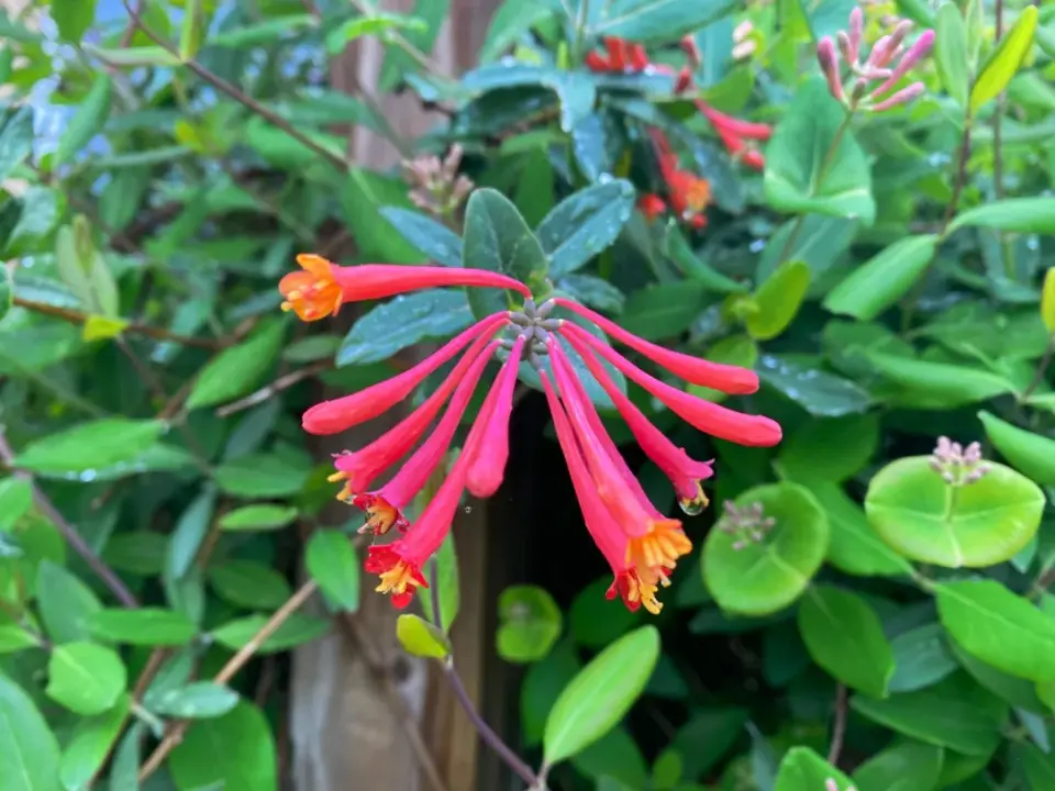 Coral Honeysuckle