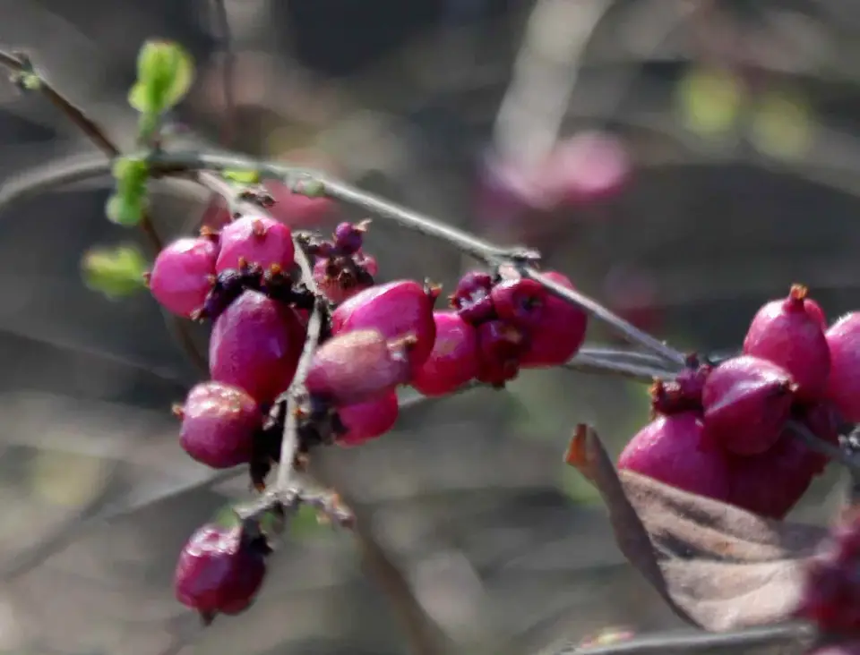 Coralberry