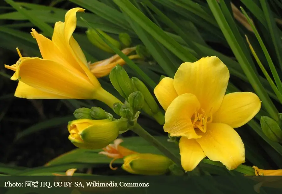 Daylily