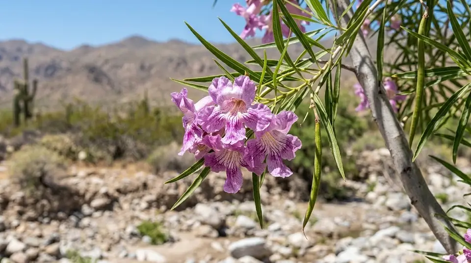 Desert Willow