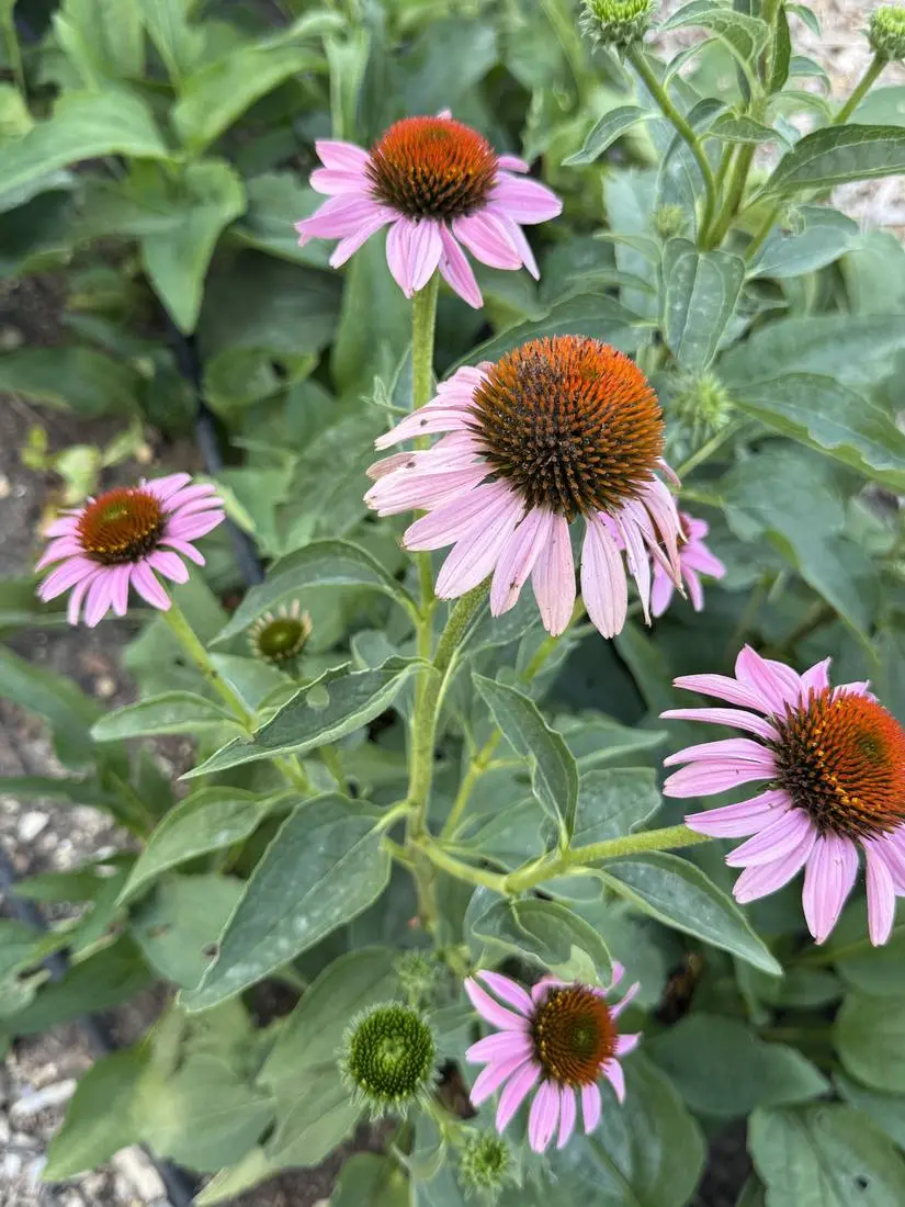 Echinacea purpurea