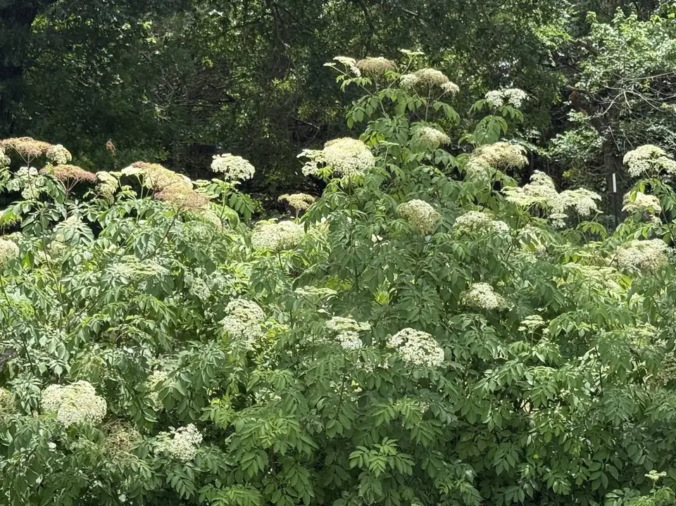 Elderberry