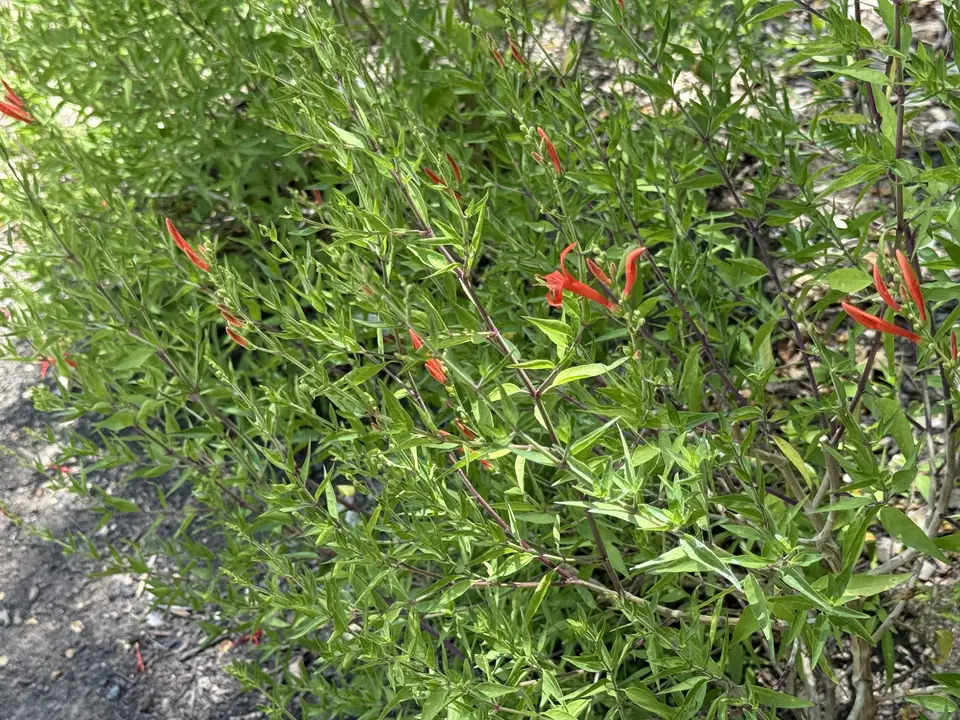 Flame Acanthus