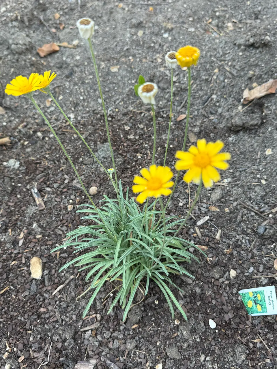 Four Nerve Daisy