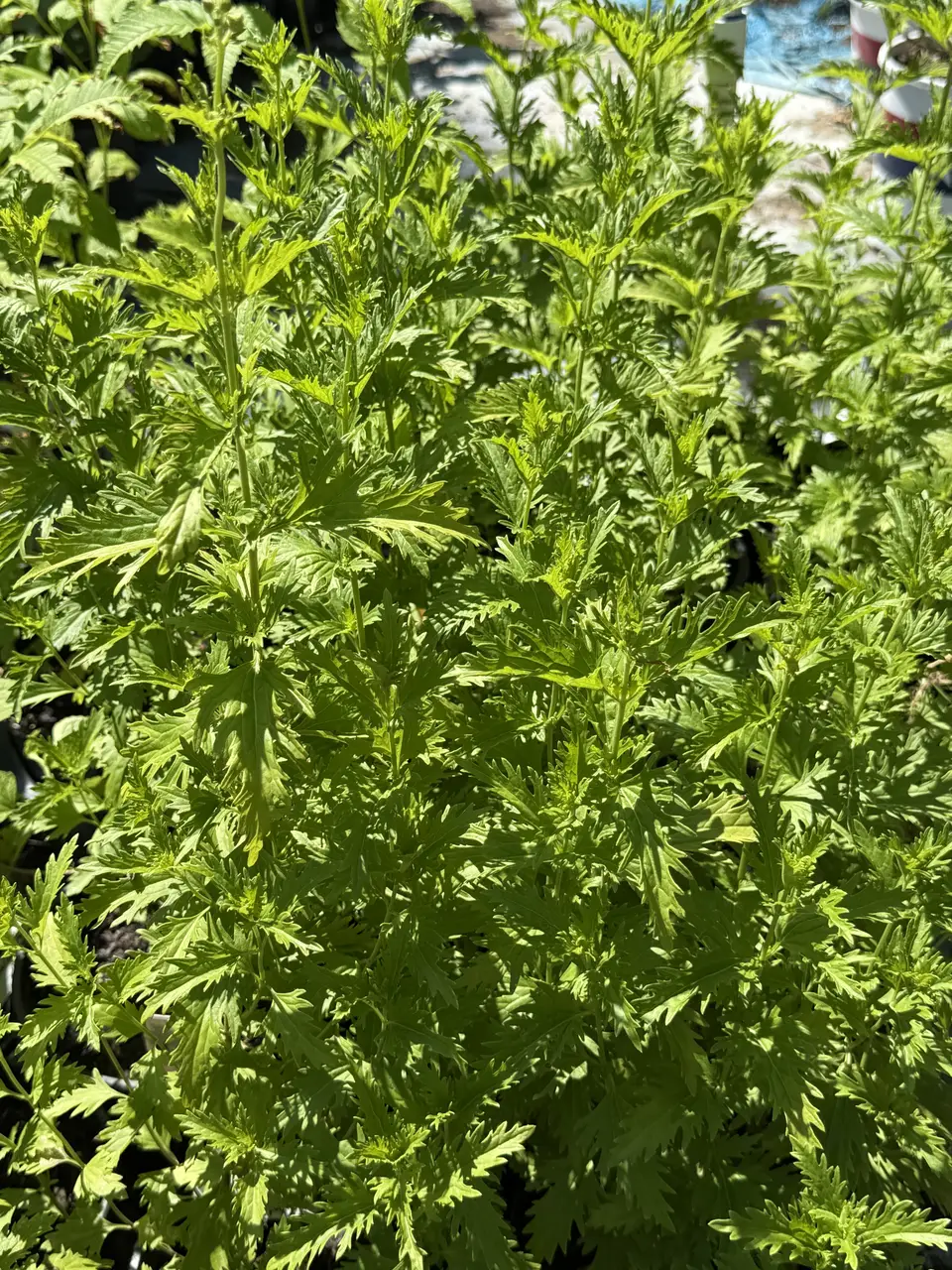 Gregg’s Mistflower