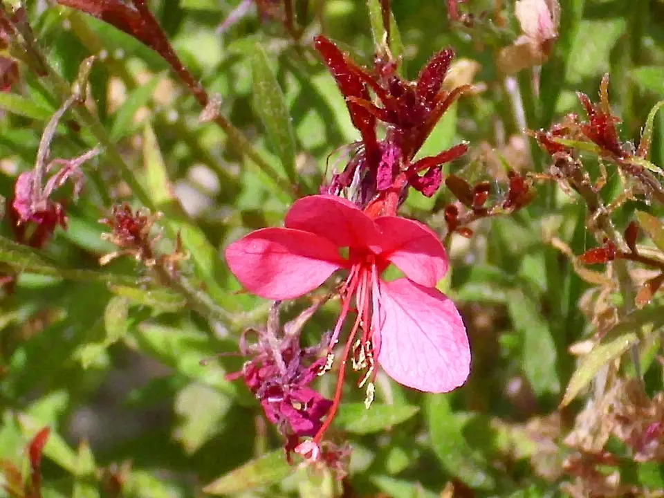 Gaura