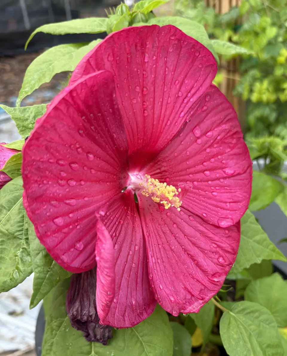 Hardy Hibiscus