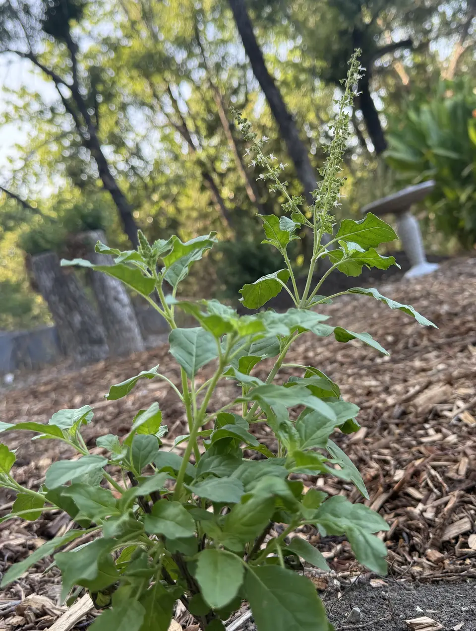 Holy Basil