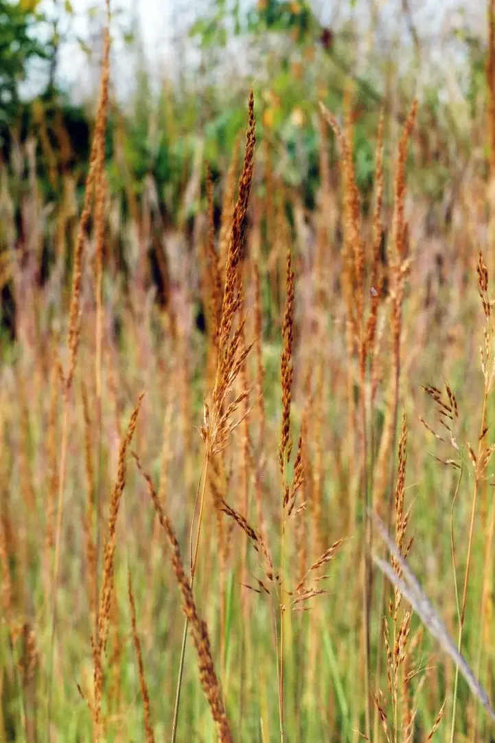 Indiangrass