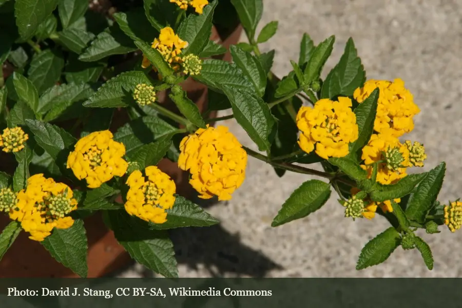 New Gold Lantana