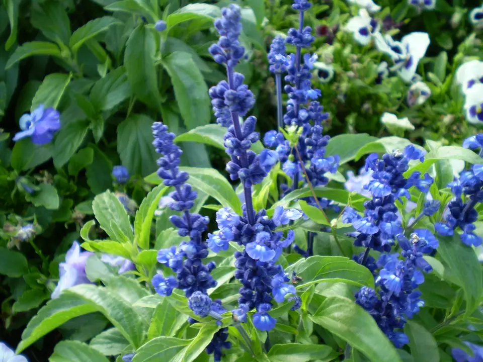 Mealy Blue Sage