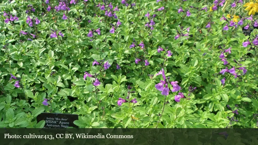 Mesa Azure Salvia
