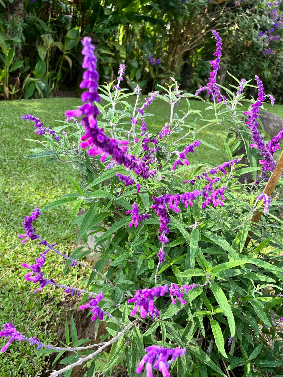 Mexican Bush Sage