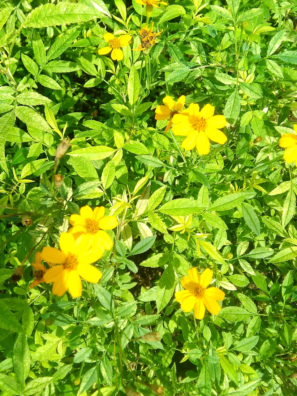 Mexican Mint Marigold