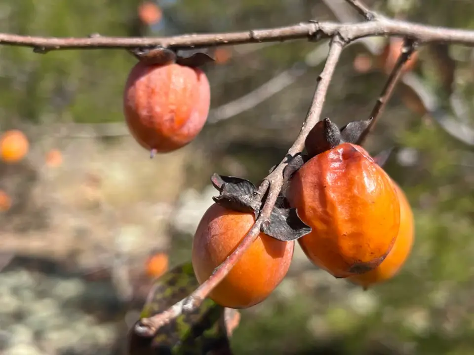 Common Persimmon
