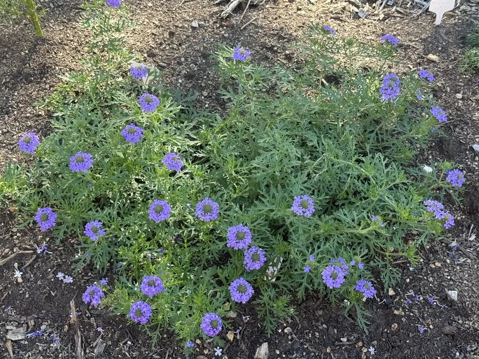 Prairie Verbena