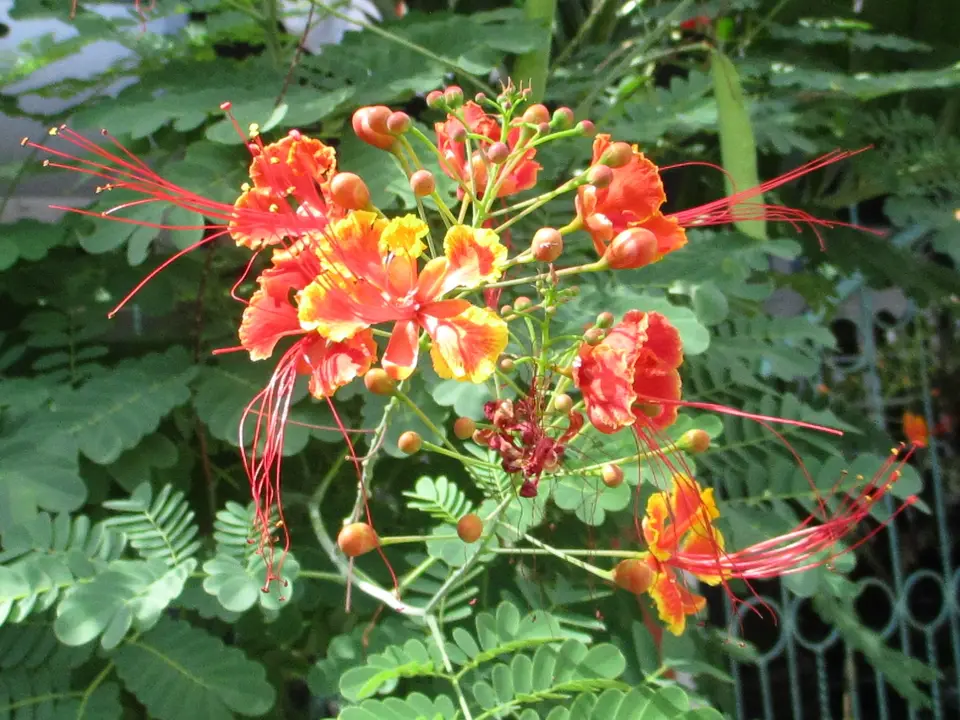 Pride of Barbados
