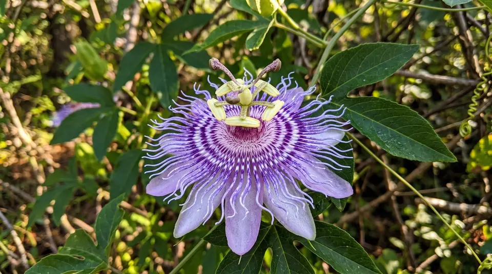 Purple Passionflower