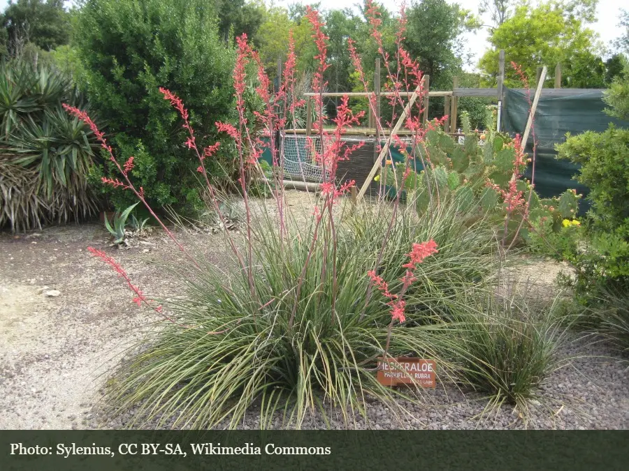 Red Yucca