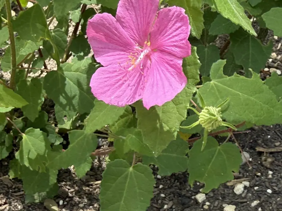 Rock Rose
