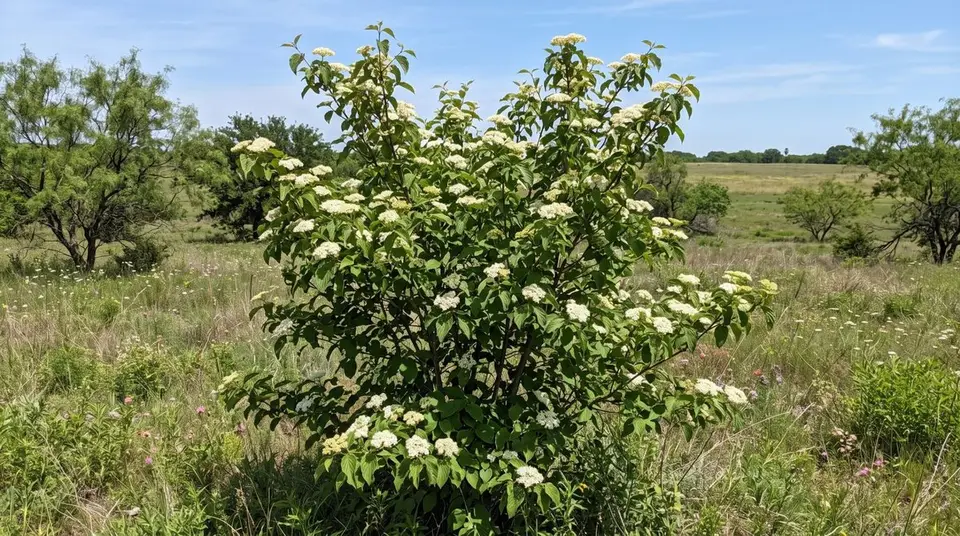 Roughleaf Dogwood