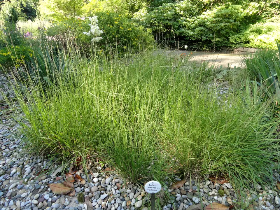 Side-Oats Grama