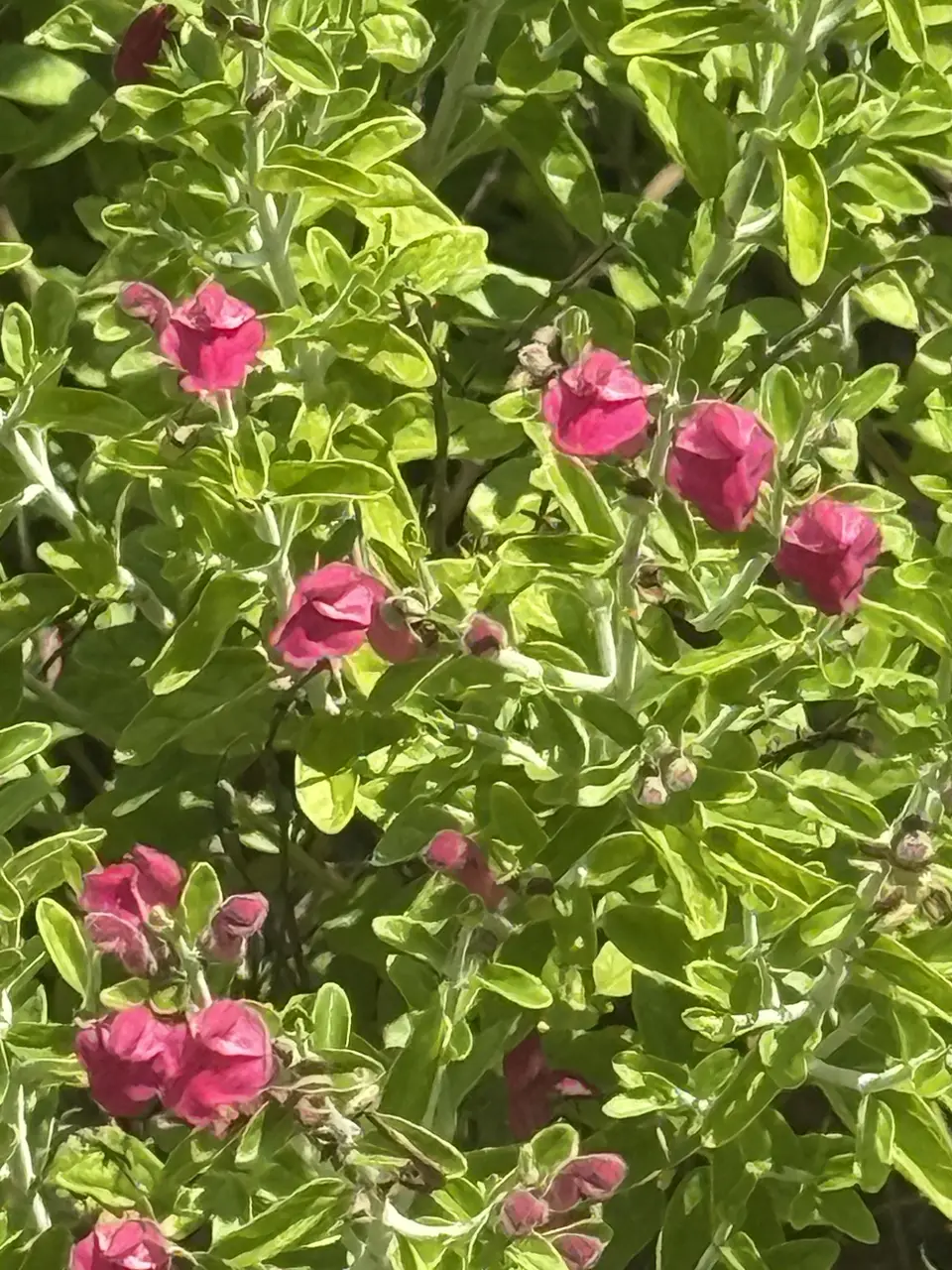Pink Skullcap