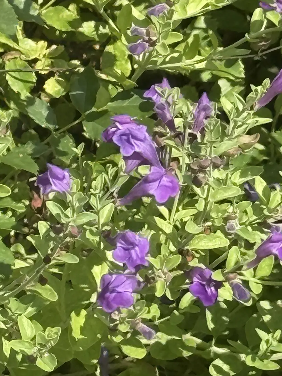 Wright's Skullcap