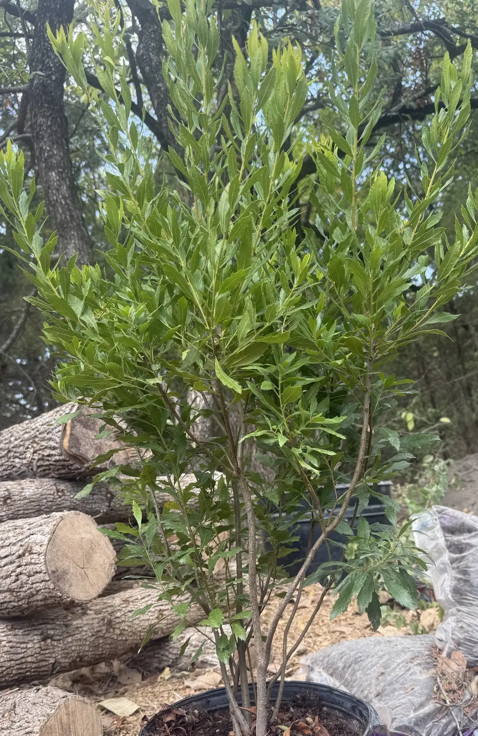 Southern Wax Myrtle