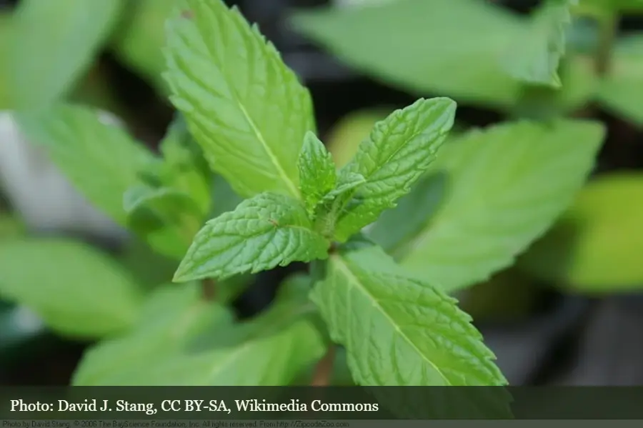 Spearmint