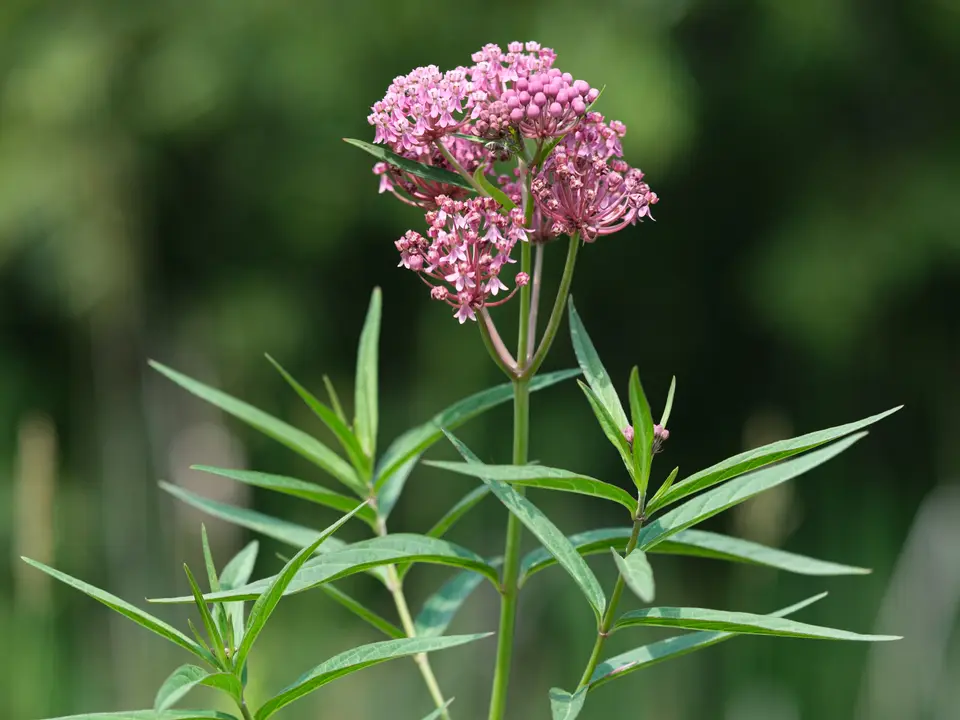 Swamp Milkweed