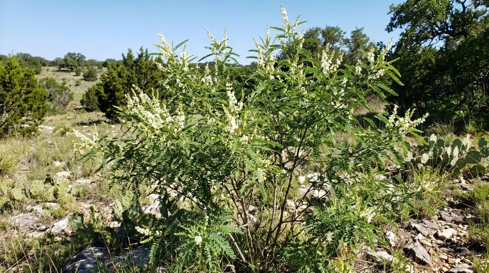 Texas Kidneywood