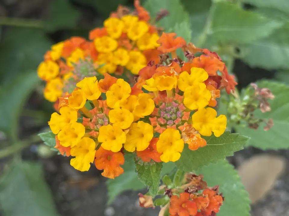 Texas Lantana