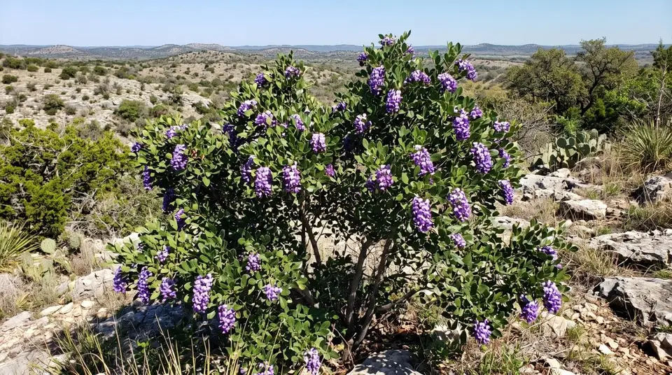 Texas Mountain Laurel