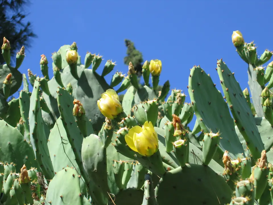 Texas Prickly Pear