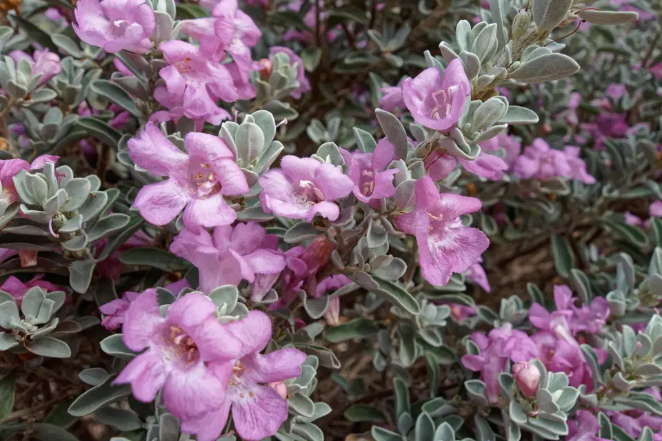 Texas Sage