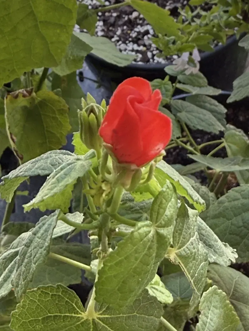 Turk’s Cap