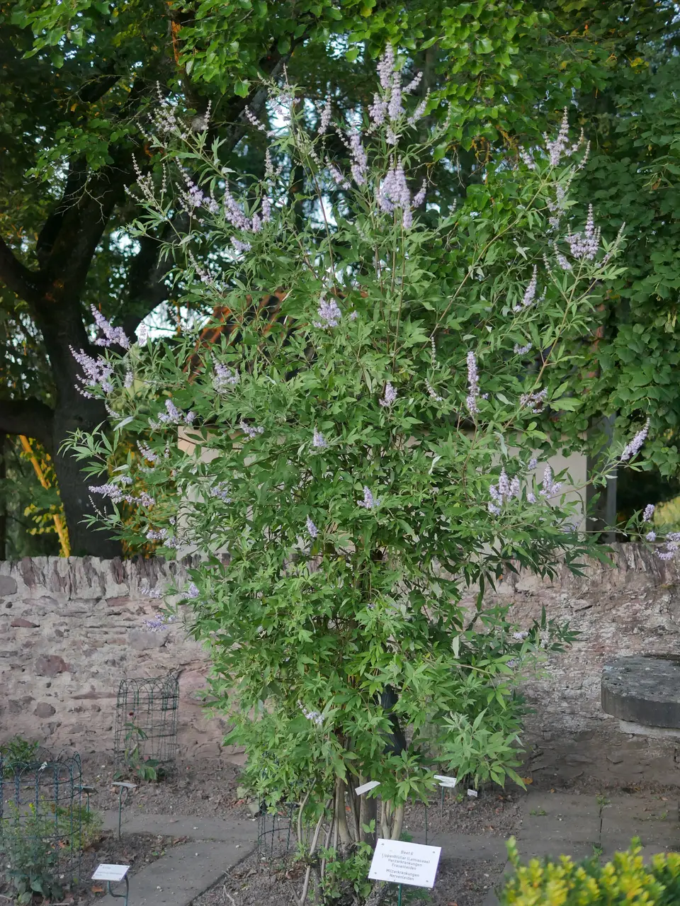 Vitex