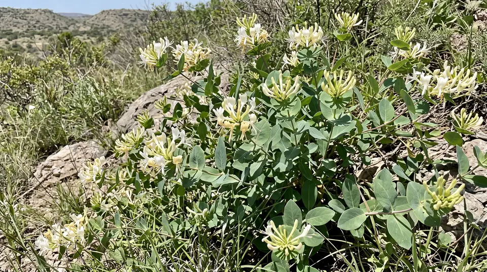 Western White Honeysuckle