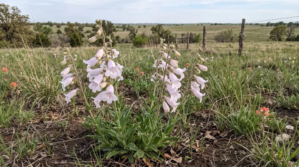 Wild Foxglove