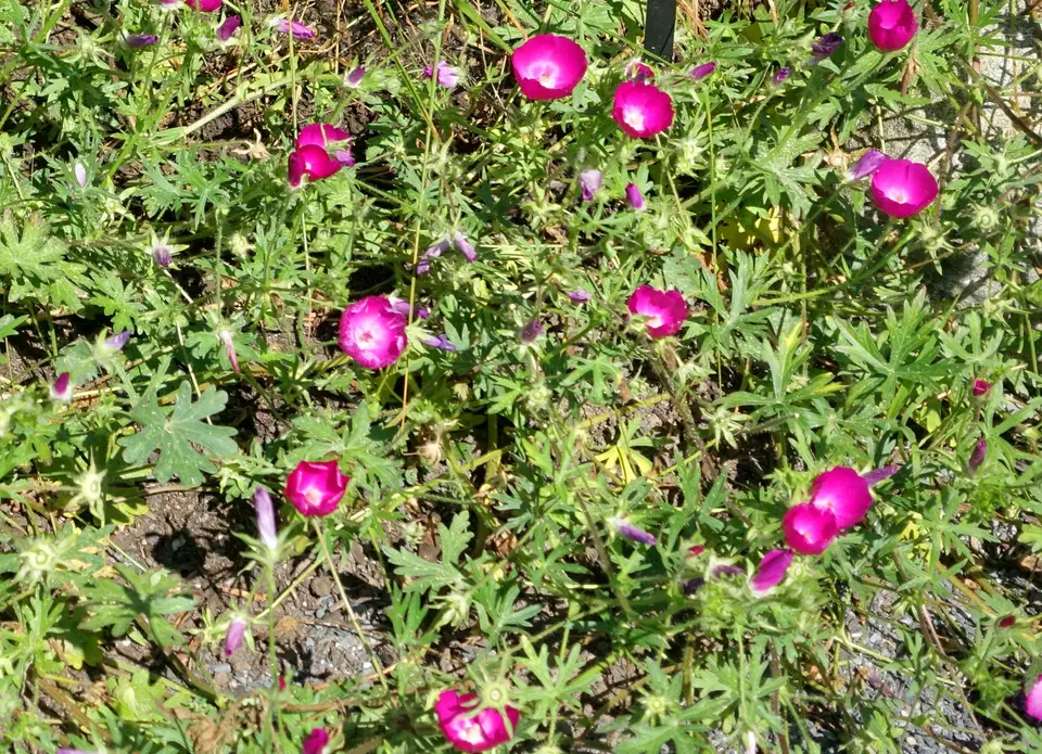 Winecup (Perennial)