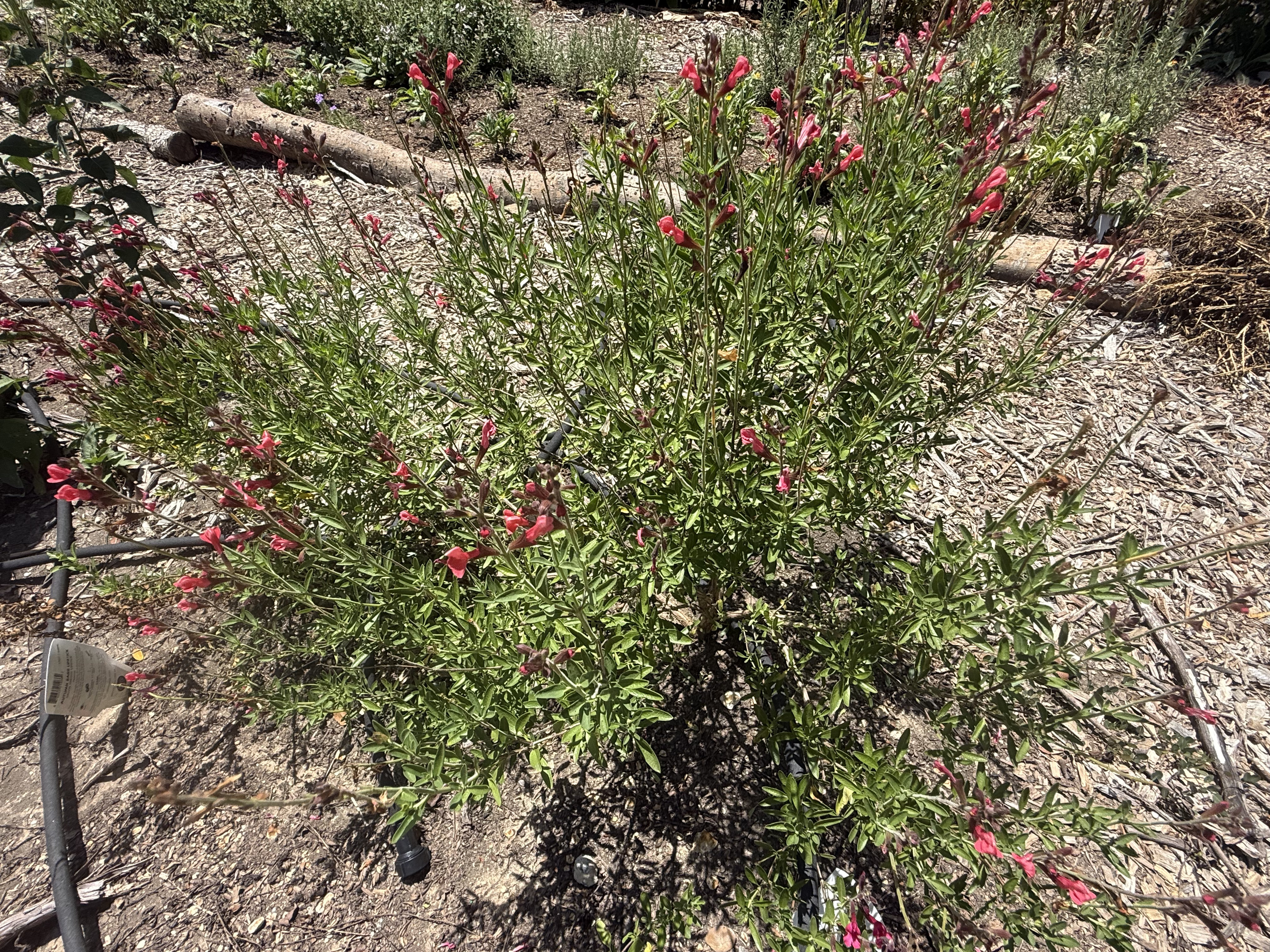Autumn sage growing at the nursery