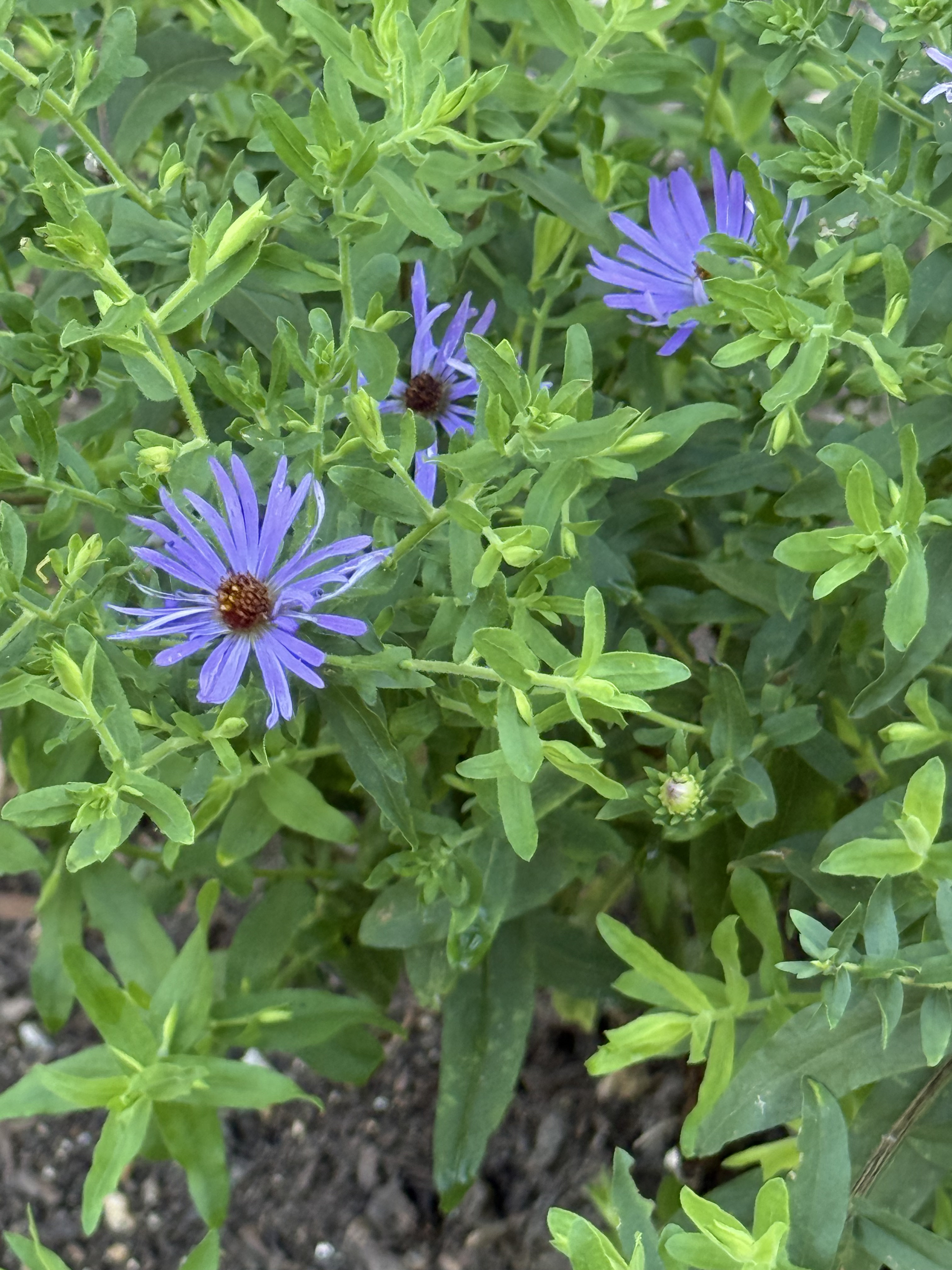 Fall aster in bloom