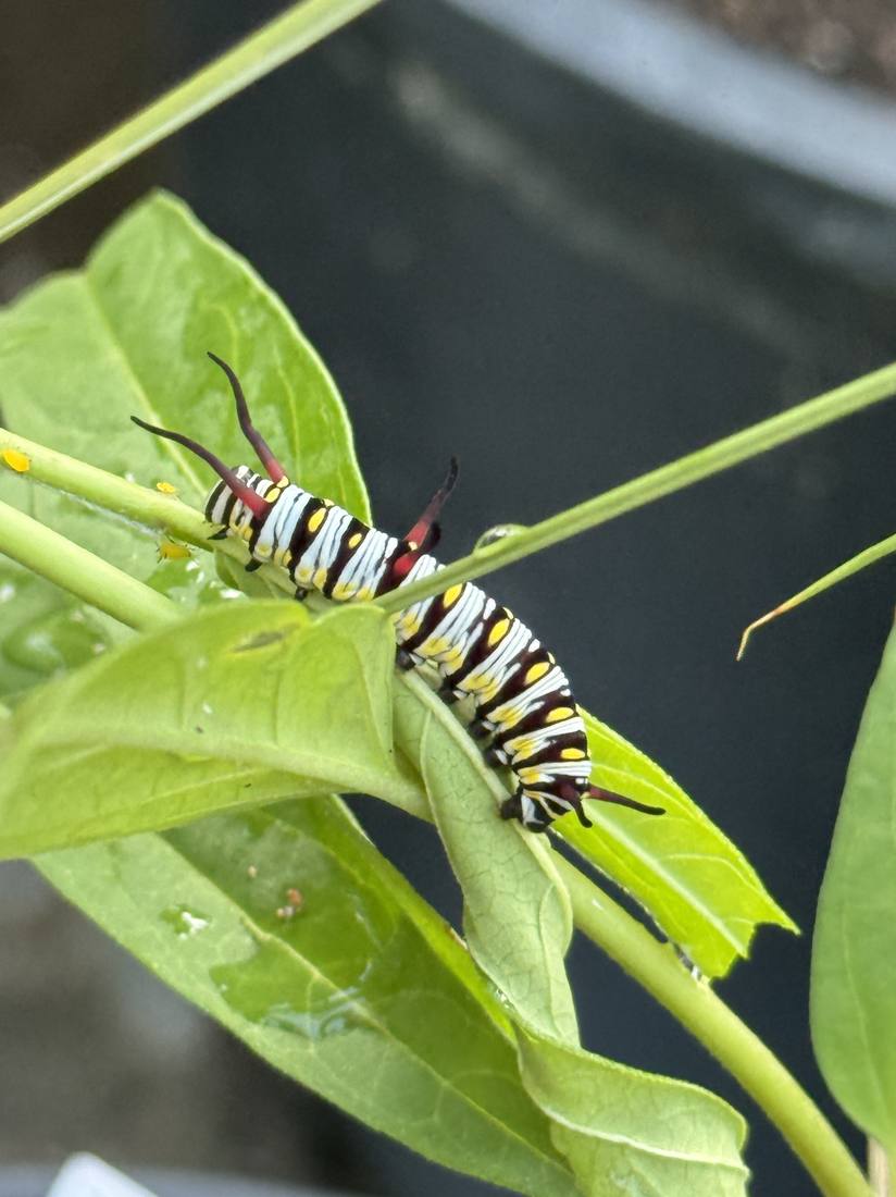 Queen butterfly caterpillar